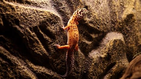 벽타는 레오파드게코leopard Gecko Climbing Youtube