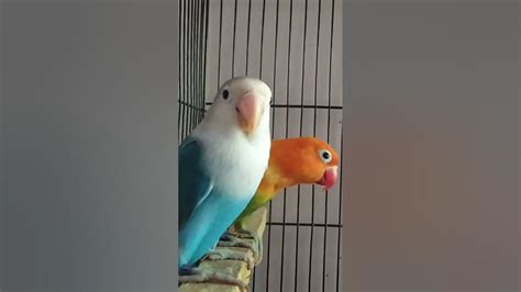 ️ ️ ️ ️😍😍😍beautiful Cute Lovebirds Youtube