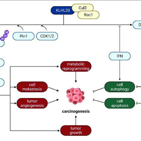 The Role Of Some Typical ER Localized E3 Ligases In Cancer Gp78