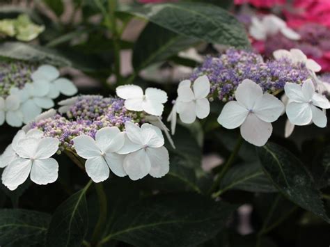 Hydrangea Macrophylla Tokyo Delight