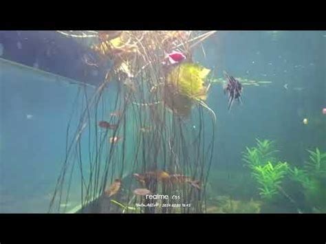 Jagdish Chandra Bose Aquarium Surat Youtube