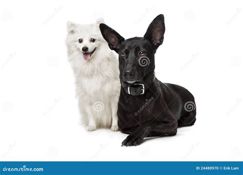 Keeshond (Dutch Barge Dog) And A Black Shepherd Stock Photo - Image ...