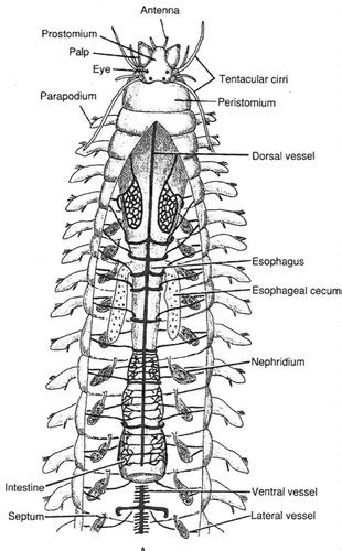 Phylum ANNELIDA Flashcards Quizlet