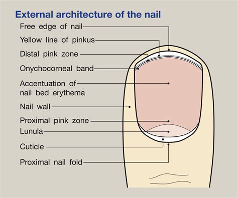 Structure And Function Of Skin Hair And Nails Medicine