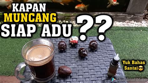 Tips Simple Tapi Berguna Dalam Adu Muncang Muncang Adu Youtube