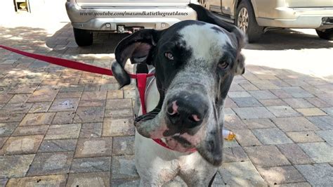 Muddy Great Dane Shakes While Getting A Bath Youtube