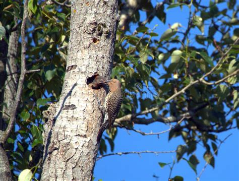 Female Common Flicker Bird Feeding a Young Baby Bird Stock Photo ...