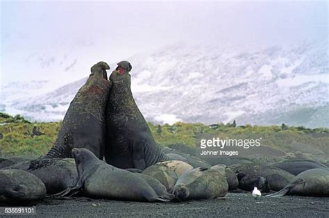 Walrus Fight Photos Et Images De Collection Getty Images