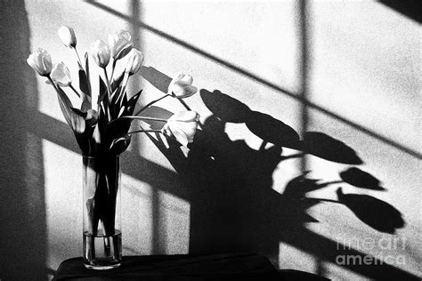 Tulip Art Black and White Photograph by Robin Lynne Schwind - Pixels