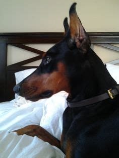 16 Dobie ears ideas | crop pictures, doberman, dogs