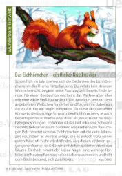 Das Eichh Rnchen Illustrierte Artikel Texte Produktart Deike