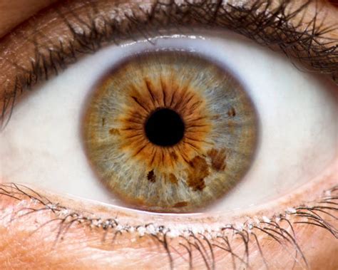 Sclera Photos Stock Photos Pictures And Royalty Free Images Istock