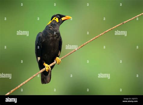 Myna Isolated Hi Res Stock Photography And Images Alamy