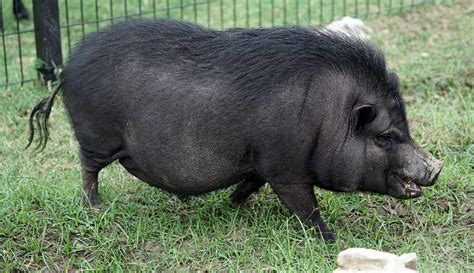 Vietnamese Pot Bellied Pig Fossil Rim Wildlife Center