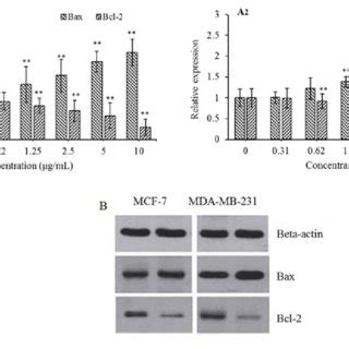 Expression Levels Of A Two Apoptotic Related Genes And B Proteins