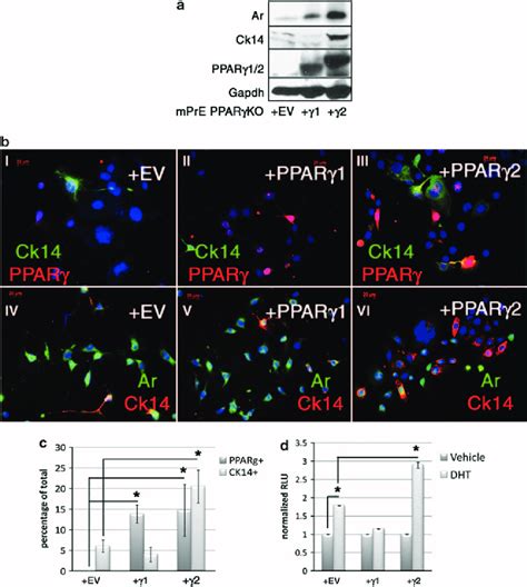 Pparg Isoforms 1 And 2 Differentially Regulate Prostate Basal