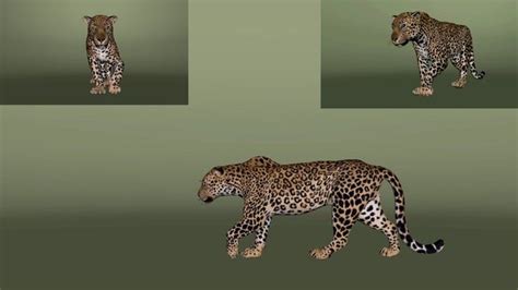 Life Cycle Of A Leopard