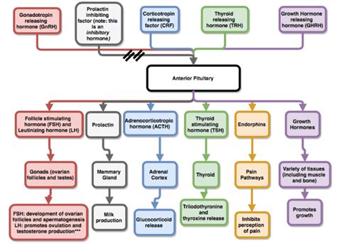 Essential tips for learning the anterior pituitary hormones