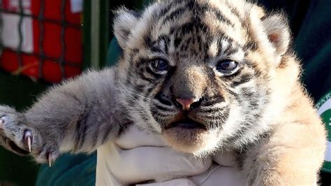 Roma Festa al Bioparco è nata una cucciola di tigre di Sumatra