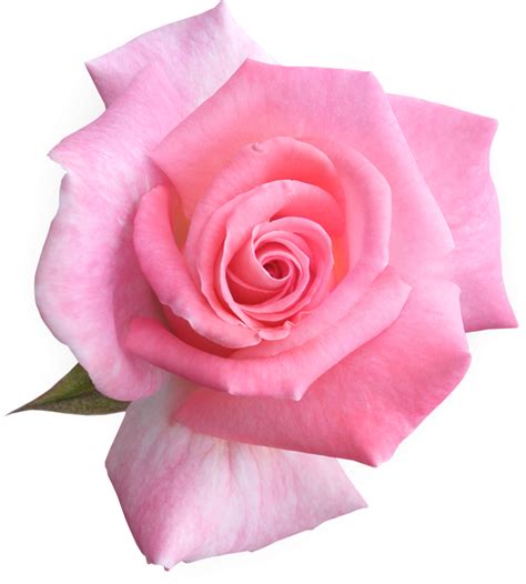 Розовые картинки пнг - Фото подборки