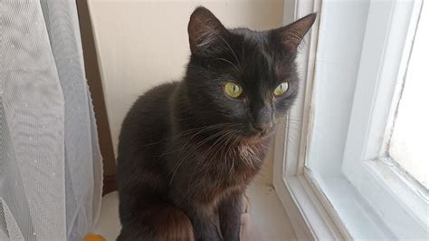 Katze, kot by xeng on DeviantArt