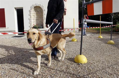 Dresseur Chien Guide D Aveugle Chien Bonheur