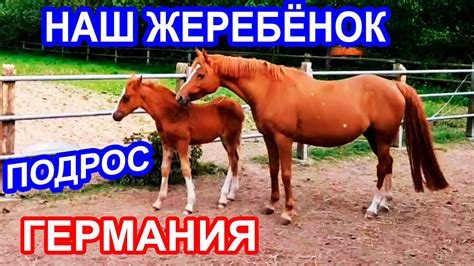 Жеребёнок подрос на Пони Ранчо. Жизнь украинцев в Германии. - YouTube