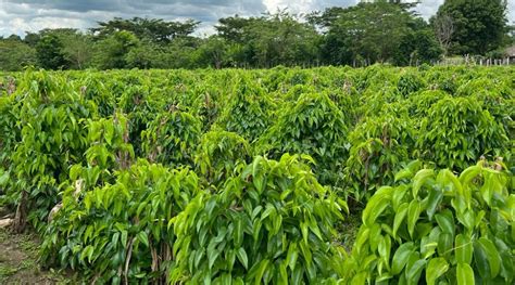 Alianza Busca Fortalecer El Cultivo De Ame En El Caribe Colombiano