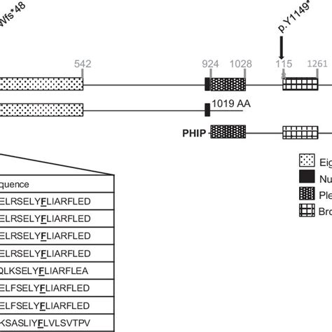 A Schematic Representation Of Phip Protein Products And Predicted