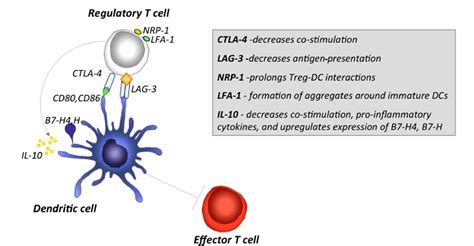 Figure 1 From Functional Crosstalk Between Dendritic Cells And Foxp3