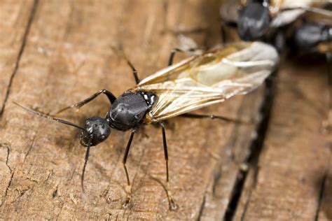 Finding And Exterminating Carpenter Ants Prevent Pest Blog