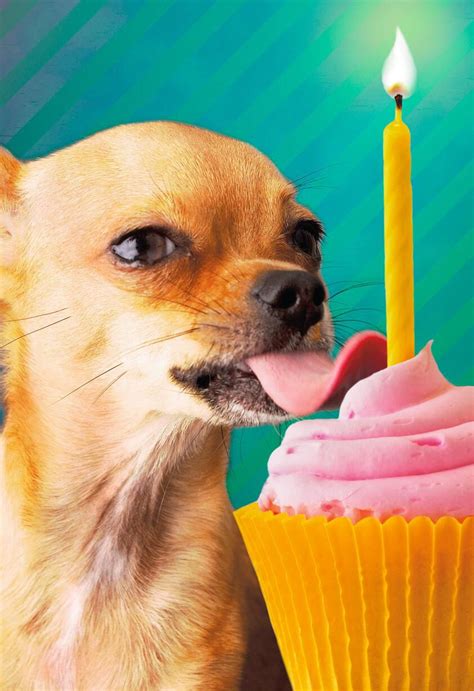 Just A Taste Chihuahua Funny Birthday Card Greeting Cards Hallmark