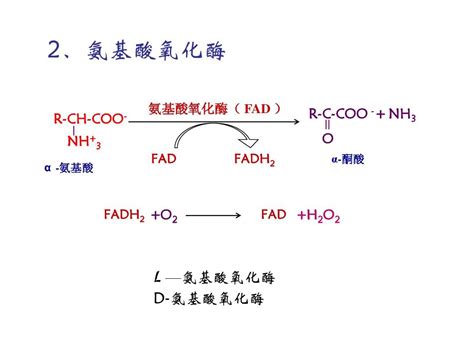 蛋白质的酶促降解和氨基酸代谢 Word文档在线阅读与下载 无忧文档