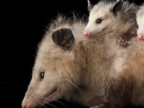 Opossum Pouch