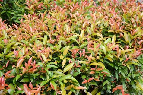 Daphne Plant Problems Yellow Leaves Sudden Death Syndrome Ultimate