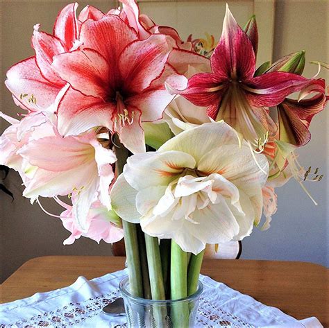 Amaryllis Mixed Bulbs Easy To Grow Bulbs