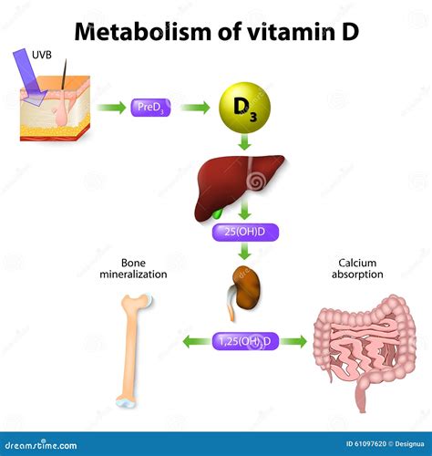 Metabolismo Da Vitamina D