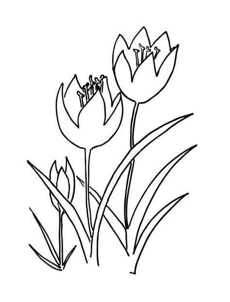 Desenhos De Flor De Tulipas 12 Para Colorir E Imprimir ColorirOnline