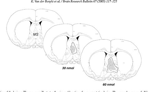 Figure From Input From The Medial Septum Regulates Adult Hippocampal