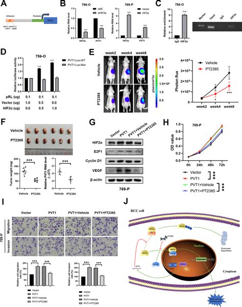 Hif Enhances Pvt Transcription To Form A Positive Feedback