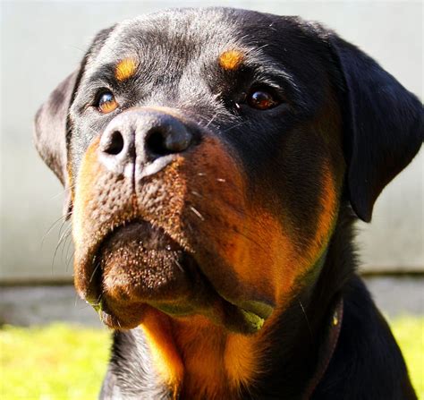 German Vs American Rottweiler Breed Distinctions Explored