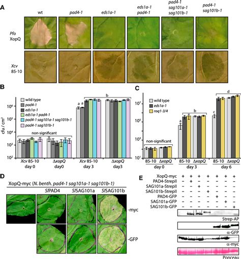 Figure From An Eds Sag Complex Is Essential For Tnl Mediated