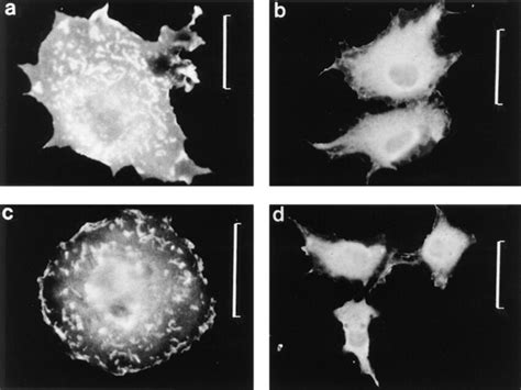 Effect Of Ph Domain Deletions On Localization Of Pleckstrin Indirect