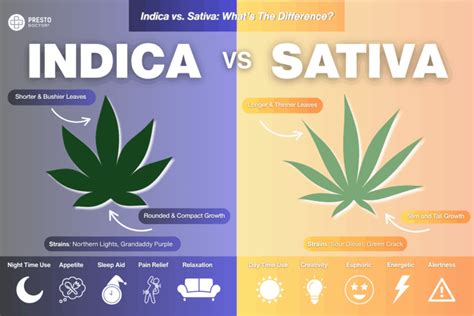 Indica vs Sativa: Differences, Effects, & Strains - PrestoDoctor 