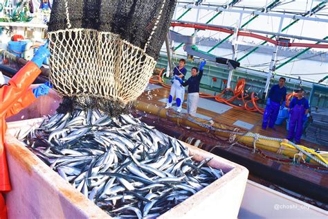 サンマ初水揚げ！ようやく銚子に秋がやってきました！ 銚子市観光協会