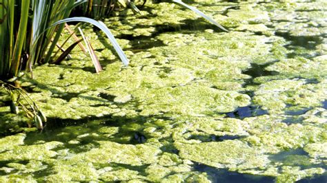 Algen Im Teich Bek Mpfen Tipps F R Ein Klares Wasser