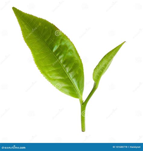 Green Tea Leaf Isolated On White Background Stock Photo Image Of