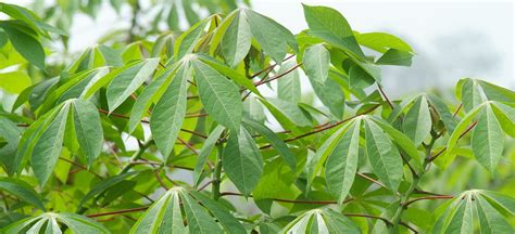 cassava crop improvement