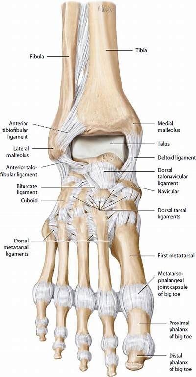 Bones And Joints Of The Foot And Ankle Overview Artofit