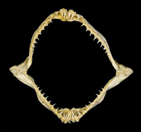 Bonhams : Goblin Shark Jaw